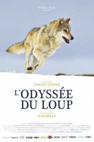 L'odysée du loup